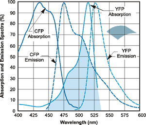 Fluorescence Resonance Energy Transfer