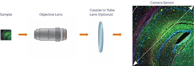 Schematic representation of how the sample area is captured and magnified onto the camera sensor