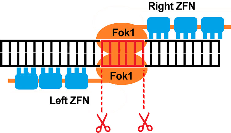 ZFNs are typically used to knockout gene functions due to insertions and deletions they can create, thereby causing disruption to coding frames