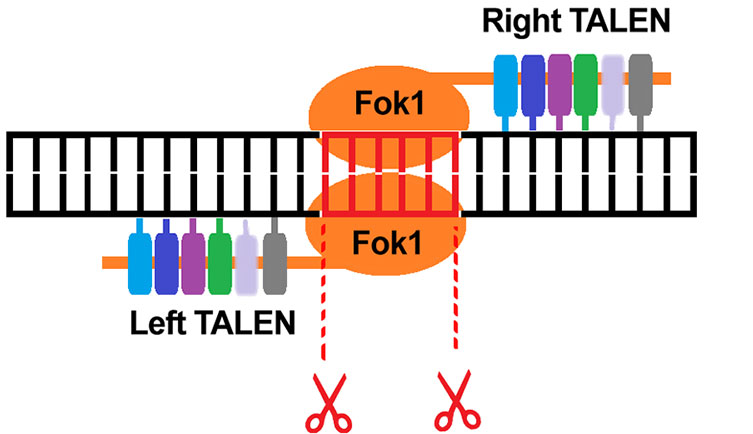 TALENS are well suited to gene editing applications such as the repair of specific genes, or insertion of gene mutations