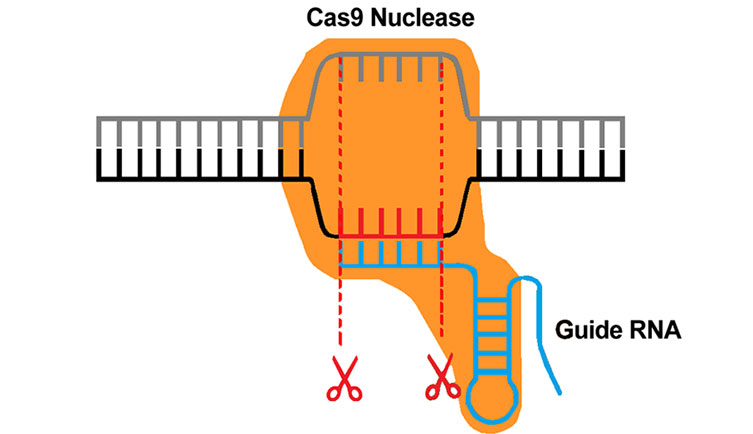 The most flexible and easy to use gene editing technique. Commonly used in gene knockout and screening applications amongst various others