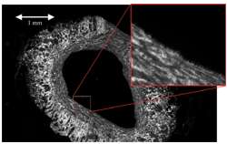 Immunofluorescence Microscopy