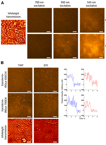 Autofluorescence background and single NIR molecules in MCF-7 cells. A. Images of a single area of unlabelled MCF-7 cells independently illuminated with broadband 780 nm, 695 nm and 545 nm light demonstrate a decrease in autofluorescence background with increasing excitation wavelength. A whitelight transmission image indicates the position of cells within the field of view. B. Images of single molecules of transferrin-IRDye 700DX and transferrin-IRDye 800CW on MCF-7 cells simultaneously illuminated with broadband 780 nm and 695 nm light. Typical intensity vs. time traces, of the molecules highlighted by red and blue circles, are shown to the right.