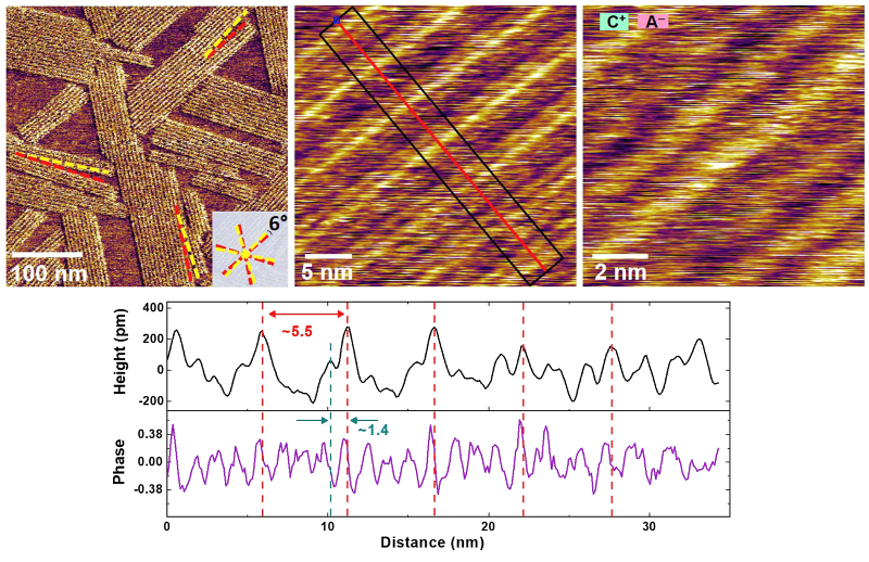 (top, left) Tapping-mode phase image of the first adsorbed layer; (top, center and right) tapping-mode height images at higher magnification showing periodic structure of ordered domains; (bottom) Height and phase profiles along the red line in the center image.