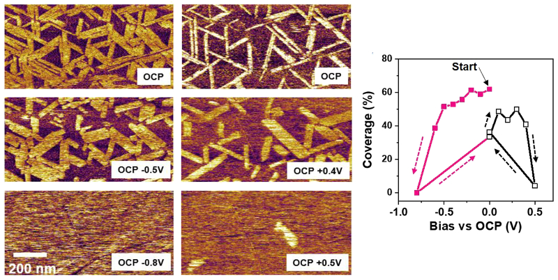 AFM deflection images of the first adsorbed EDL layer for different applied bias voltages; graph of relative domain coverage as a function of applied bias as determined from the AFM images.