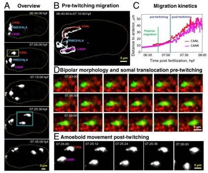 Fig 1. Neuronal morphology and migration through early twitching. (A) Selected maximum-intensity projections of ceh-10p:GFP, highlighting migration of neurons after expression of GFP, through onset of early twitching. The outline of the embryo is indicated by the dotted line. (B) Outlines of the migratory path of individual neurons before embryonic twitching. (C) Migration kinetics of CANs from the dataset shown in A, through early twitching. 3D displacements are measured from the anterior tip of the embryo. (D) An example of somal translocation before twitching from a dual-color iSPIM dataset. (E) Higher-magnification view of the blue boxed region in A, showing amoeboid movement of CANs posttwitching as neurons migrate posteriorly. Dual-color images in D were acquired from a representative embryo at 12 vol/min. In all images, anterior is Left and posterior Right.