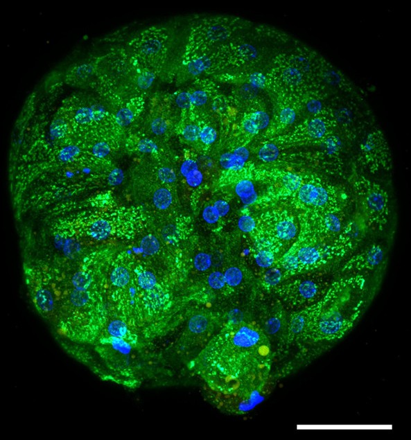 Raman image of organoid