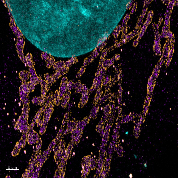 Maximum projection images of the mitochondrial import receptor.