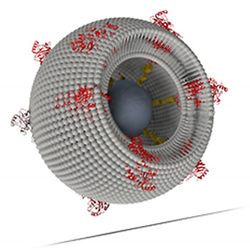 Schematics of a proteo-lipobead: Membrane proteins such as CcO (marked in red) are attached to a Ni-NTA-modified central particle (marked in dark grey) via his-tag technology. Phospholipid molecules (marked in light grey) are inserted in-between the proteins to form a freely suspended lipid bilayer membrane.