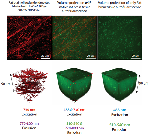 90 mm thickness of an aged rat brain slice containing oligodendrocytes labeled with LiCor®IRDye 800CW NHS Ester has been imaged in 3D with 730 nm excitation and >785 nm emission.