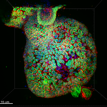Staining- DNA (blue), LaminB1 (Green, nuclear envelope) and GM130 (Red, cis-golgi) Sample type- Mouse Colonic Epithelial Organoid Confocal image captured with iXon Ultra 888- 20x water immersion with 40um pinhole