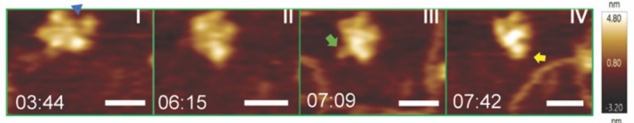 Real-time HS-AFM imaging of LcTwinkle shows DNA capture by N-protrusion and at the central channel. A. LcTwinkle switches between open (blue triangle) and closed conformations in the absence of DNA (Panels I and II). Nearby DNA induces LcTwinkle N-protrusion (Panels III and IV). 