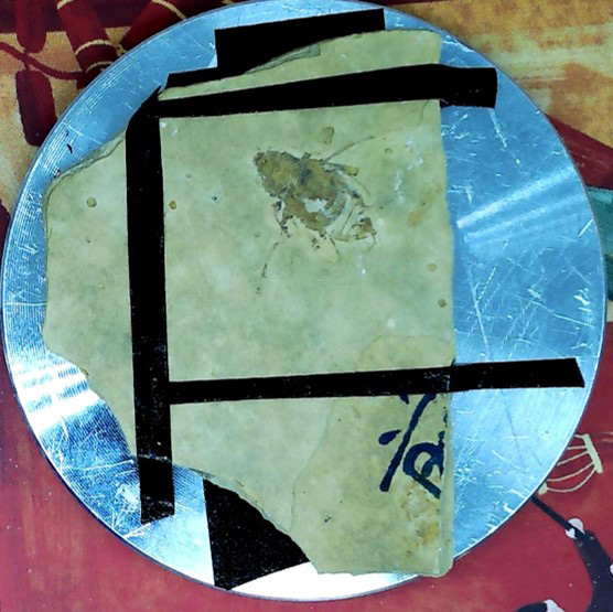 Fig 3. Photo of beetle fossil sample. The area of interest is marked by the orange rectangle.