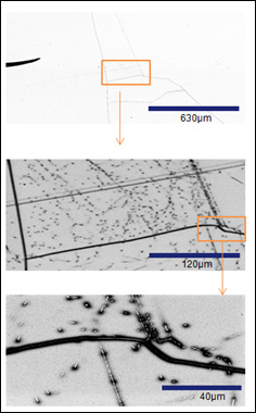 Fig. 2 (continued) - Multi-scale EBIC images showing grain boundary and dislocation recombination activity at different magnifications