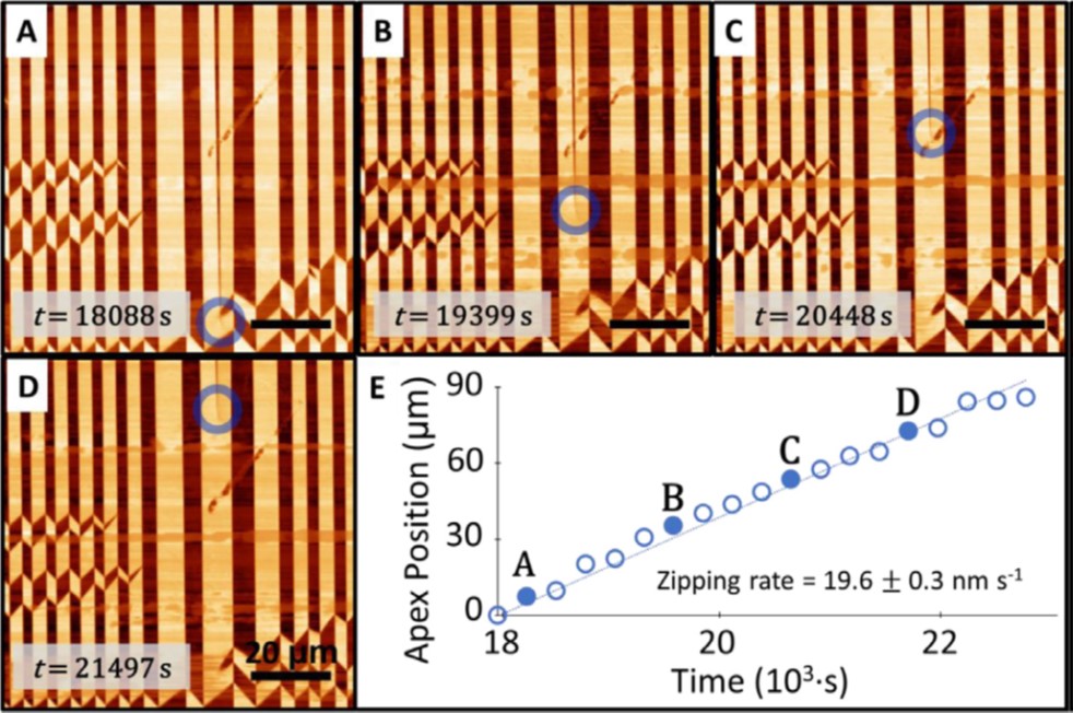 PFM images of domain coalescence and zipping rate graph