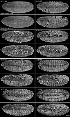 Different views of the embryo during the developmental stages