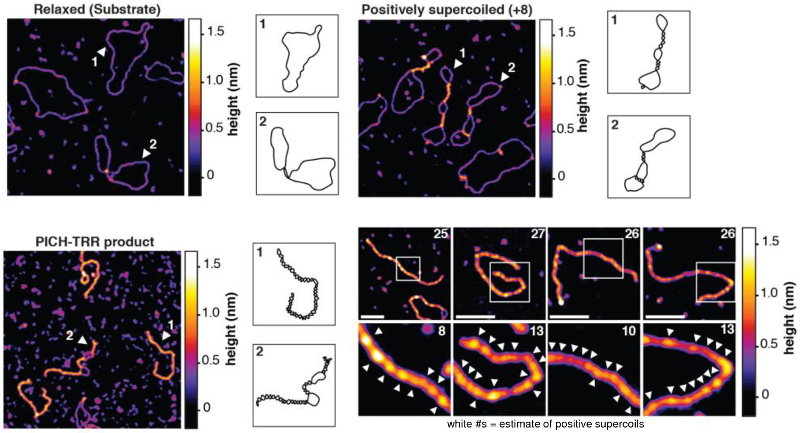 Topography images of relaxed substrate, positively supercoiled marker, and PICH-TRR reaction product; cartoons of molecular conformations; topography images of PICH-TRR reaction products at higher magnification.