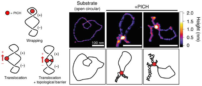 (left) Diagrams of proposed models for PICH-mediated positive supercoiling; (right) topography images and corresponding DNA conformation schematics for open circular DNA incubated alone (substrate) and with PICH.