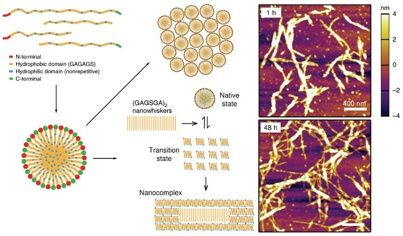 Templated crystallization process of silk fibroin on (GAGSGA)2 nanowhiskers: (left) schematics of crystallization mechanism; (right) topography images acquired 1 and 48 hours after seeding with nanowhiskers.