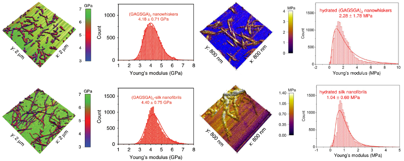 Maps of Young’s modulus overlaid on topography and corresponding modulus histograms for (top) silk nanowhiskers and (bottom) silk nanofibrils acquired (left) in air and (right) in water.