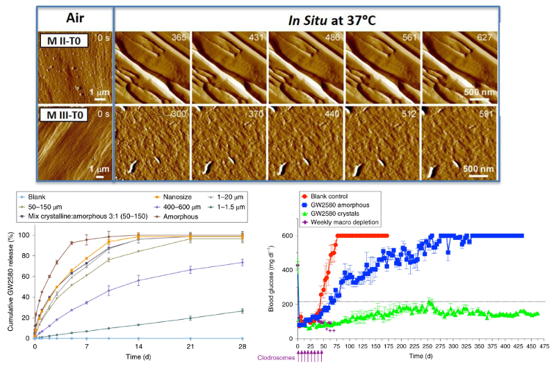 Topography images in air and PBS solution showing real-time release from MII and MIII type GW5280 crystal surfaces; release vs. time for different crystal formulations; blood glucose vs. time for blank capsules and ones loaded with amorphous and crystal GW5280.