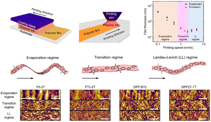 Composite image containing schematics of flow printing and polymer conformations, graph of thickness versus printing speed, and AFM topography images of different conjugated polymer films