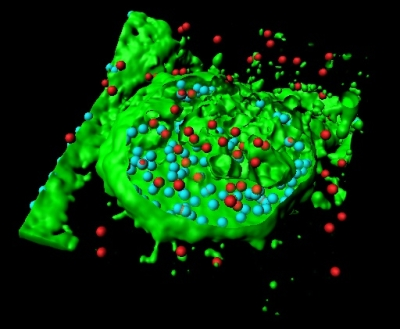 Quantifying Bacteria Internalization by Macrophage | Study- Oxford ...