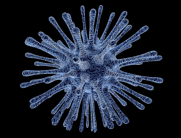 Studying Virus Replication with Fluorescence Microscopy