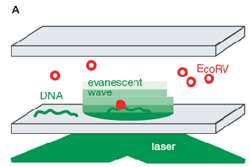 Single Molecule Detection