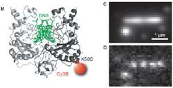 Single Molecule Detection