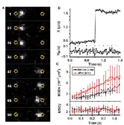 Single Molecule Detection