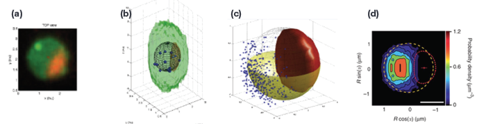 Spinning Disc Confocal Microscopy