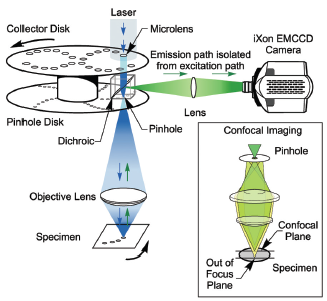 Spinning Disc Confocal Microscopy