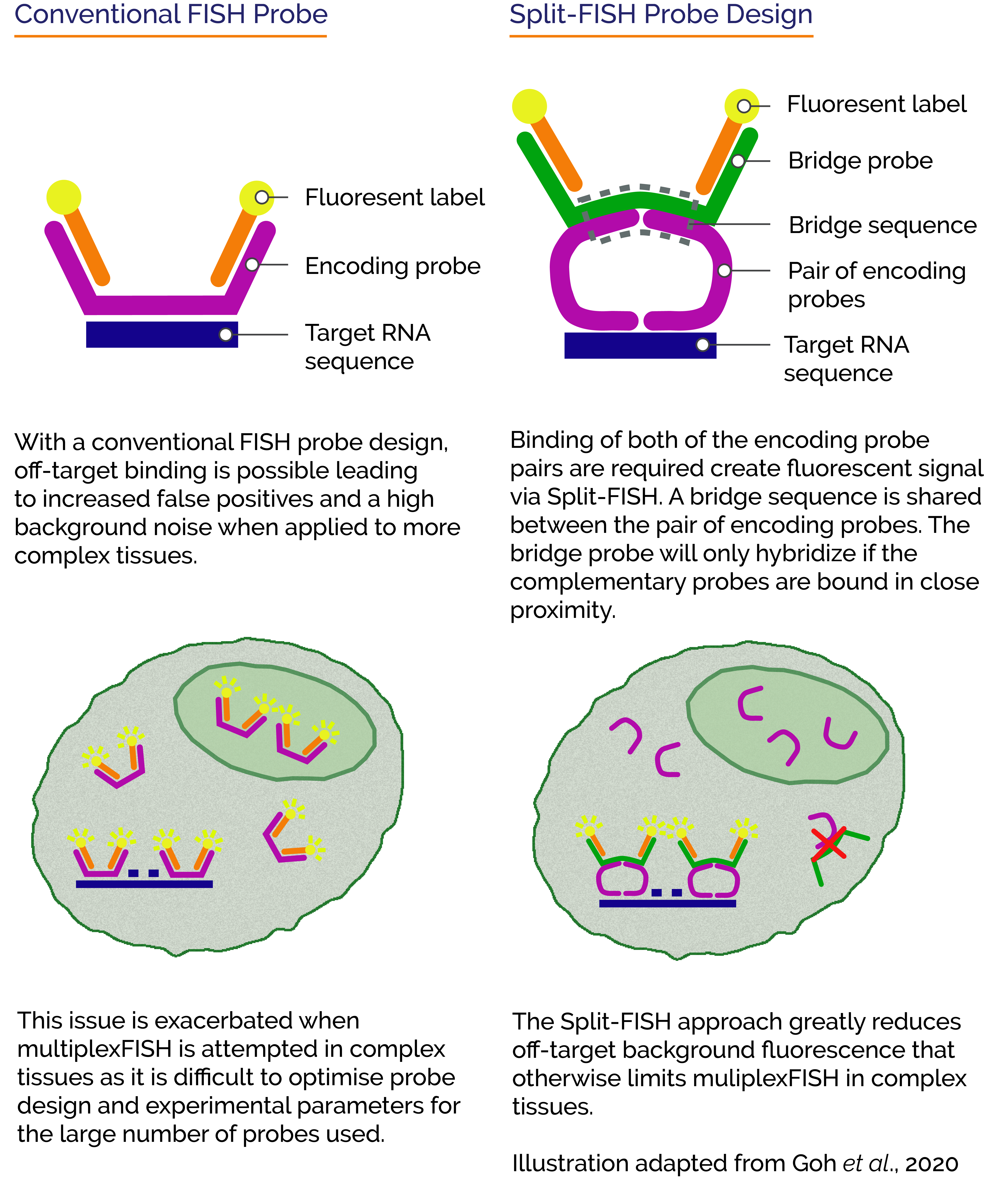 Split-FISH – Applying a split probe approach for RNA profiling