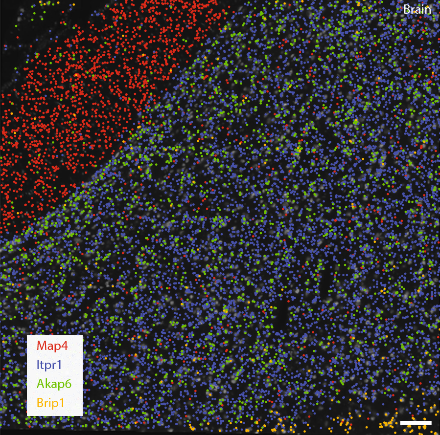 Decoded transcript locations of selected genes are overlaid on stitched images taken with Sona 4.2B-11. 