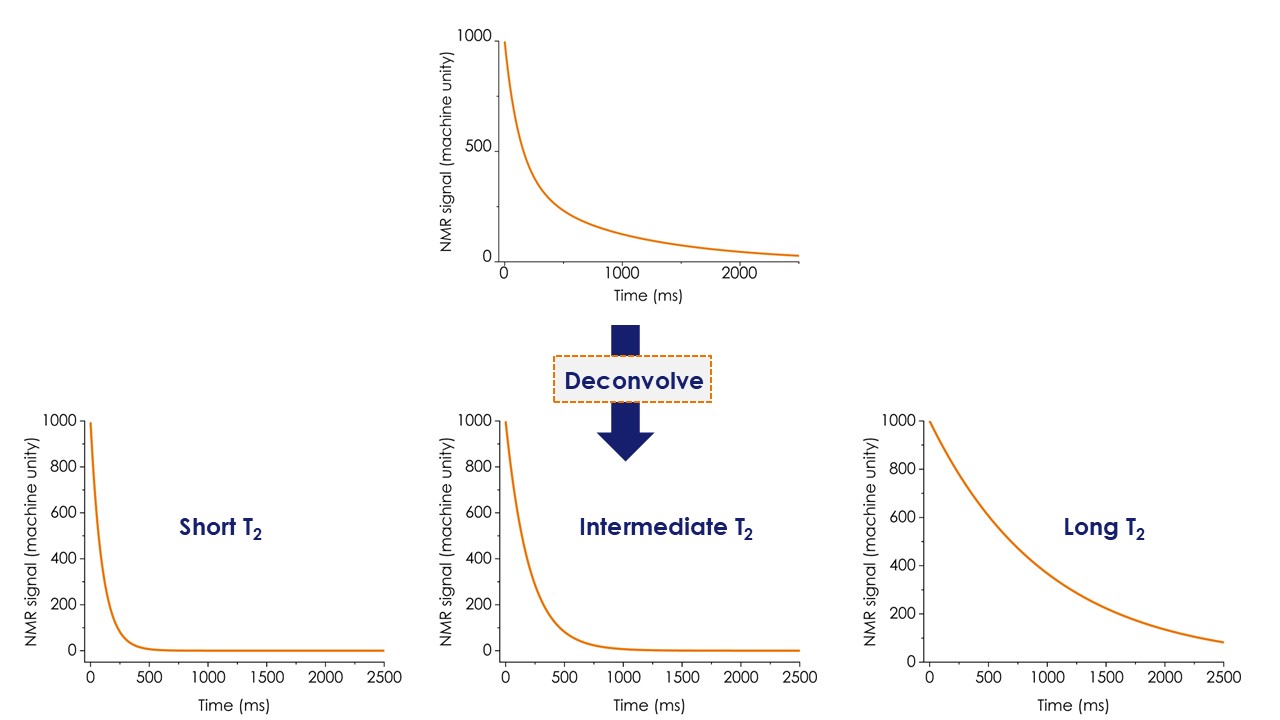 T2 decay for a multi-component sample