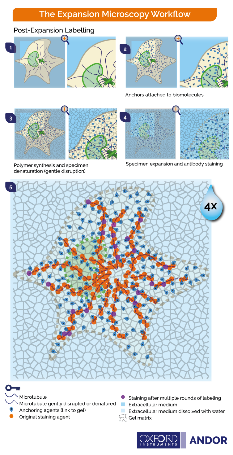 Principles of post-expansion microscopy