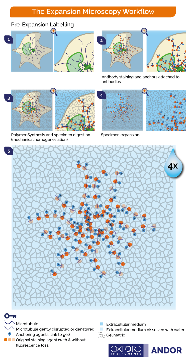 Principles of pre-expansion microscopy