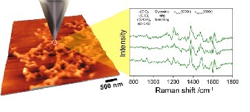 Figure 2: The TERS concept – a metallized tip is used to enhance the Raman response. An AFM image is shown to the left and sample Raman spectra taken from biofilm material is shown to the right. (Courtesy of Prof Zenobi’s group, ETH, Zurich)