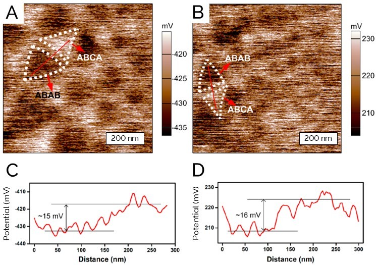 (A, B) AM-KPFM and FM-KPFM images, respectively, of twisted double-layer graphene showing the ABAB and ABCA stacking domains; (C, D) line profiles across the ABAB and ABCA stacking domains showing their surface potential difference.