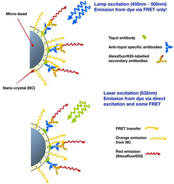 Ultra-sensitive FRET Spectroscopy