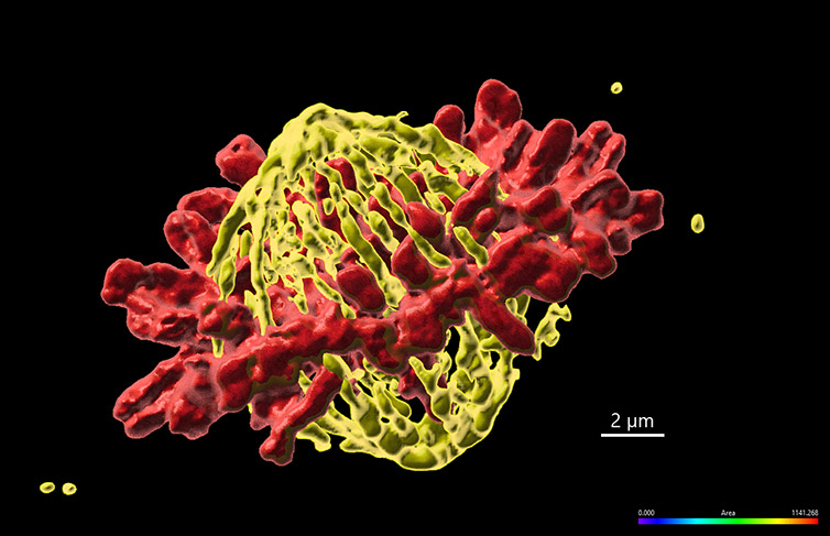 using-confocal-microscopy-to-understand-cell-division-and-cancer-development-oxford-instruments