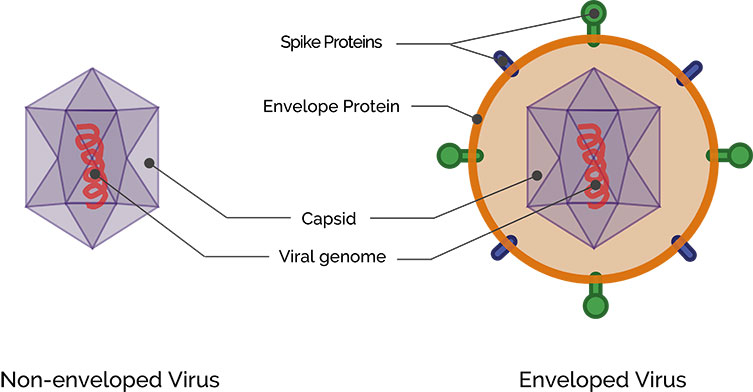 Understanding Cold And Flu Viruses Oxford Instruments