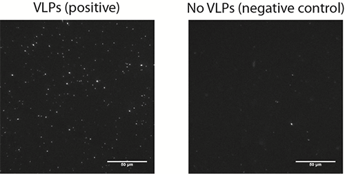 A representative microscopy image of surface bound vesicles (left image) on a bilayer incubated with 12.5 pM VLPs and on a negative control (right image) performed in the absence of VLPs
