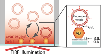 Schematic representation of the sandwich assay setup.  The particles are captured onto a bilayer containing 10 % H type I glycosphingolipid (GSL) recognising the VLPs with high specificity.  The fluorescence signal is generated TIRF illumination of the sensor-bound rhodamine-labeled vesicles containing 5% H type 1GSL