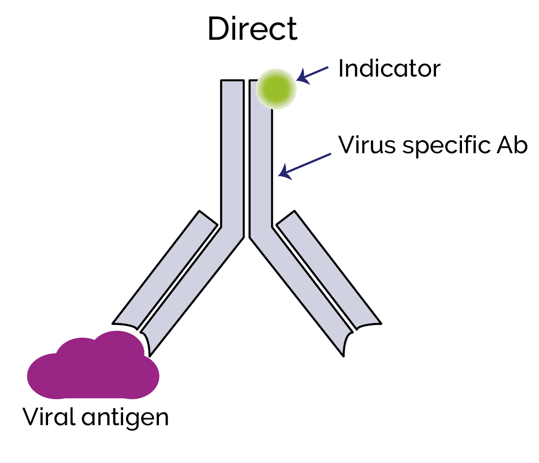 Studying Virus Replication with Fluorescence Microscopy