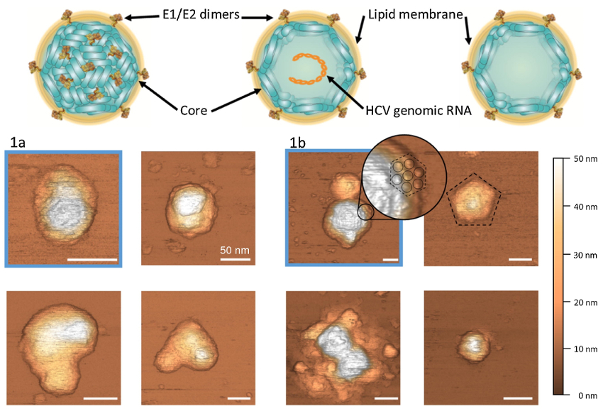 Conceptual diagram of assembly of HCV virions and VLPs; AFM topography images of individual HPC VLPs.