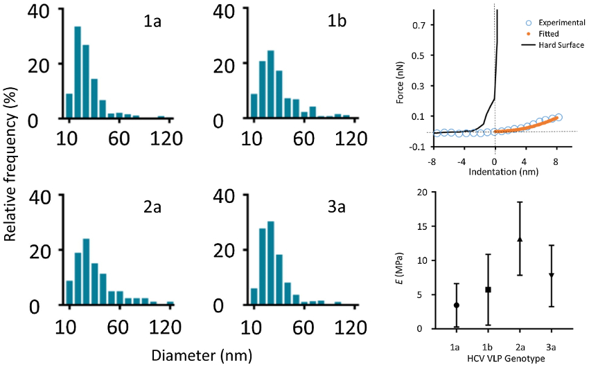 Histograms of VLP diameter obtained from topography images for four genome types; graph of representative force curve data; graph of Young’s modulus determined by force curve measurements on four genome types.