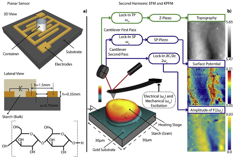 Schematics of (left) capacitance sensor-based characterization of bulk starch and (right) AFM nanoelectrical characterization of individual starch grains.