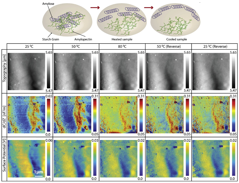 Schematic of starch grain AFM images of topography, capacitive gradient, and surface potential at temperature steps of 25 °C, 50 °C, 80 °C during heating and 50 °C and 25 °C during cooling.